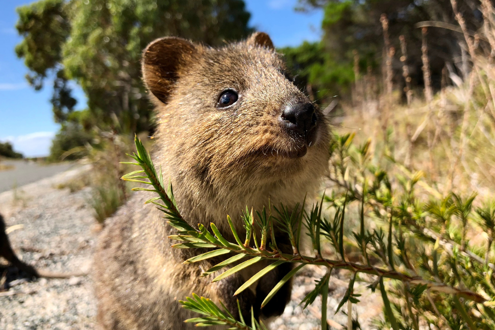 Quokka